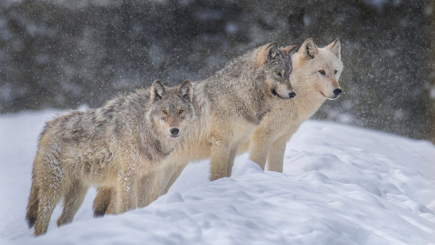 The Great Wolf Pack: Snow Problem 