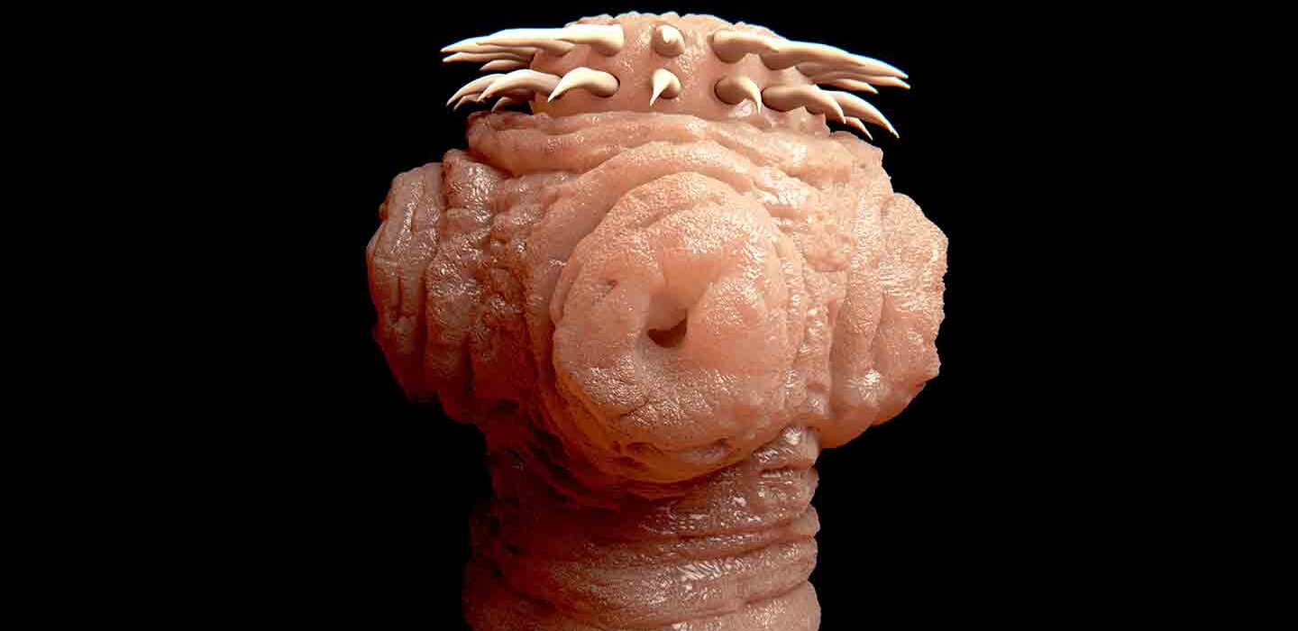 roundworm in humans skin