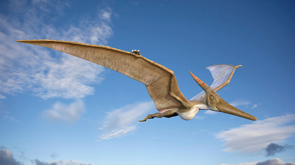 Remains of 'world's largest Jurassic pterosaur' recovered in