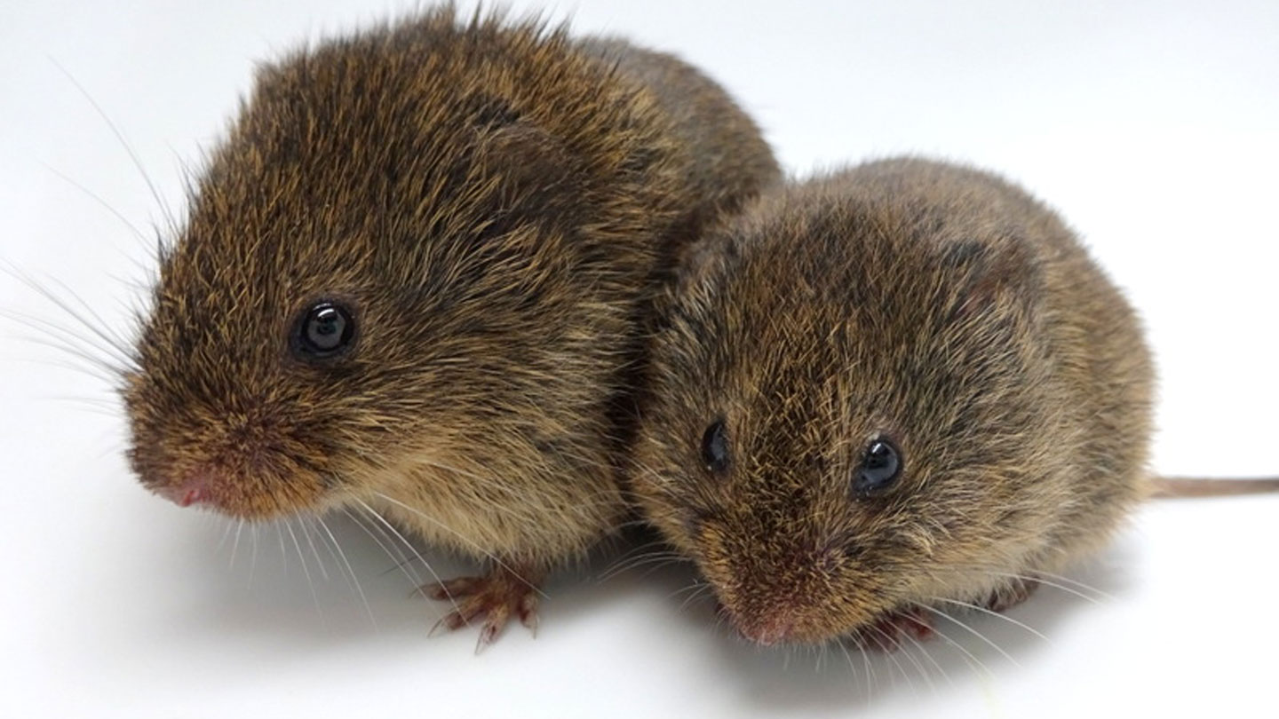 Prairie Voles Can Couple Up Even Without The ‘love Hormone 