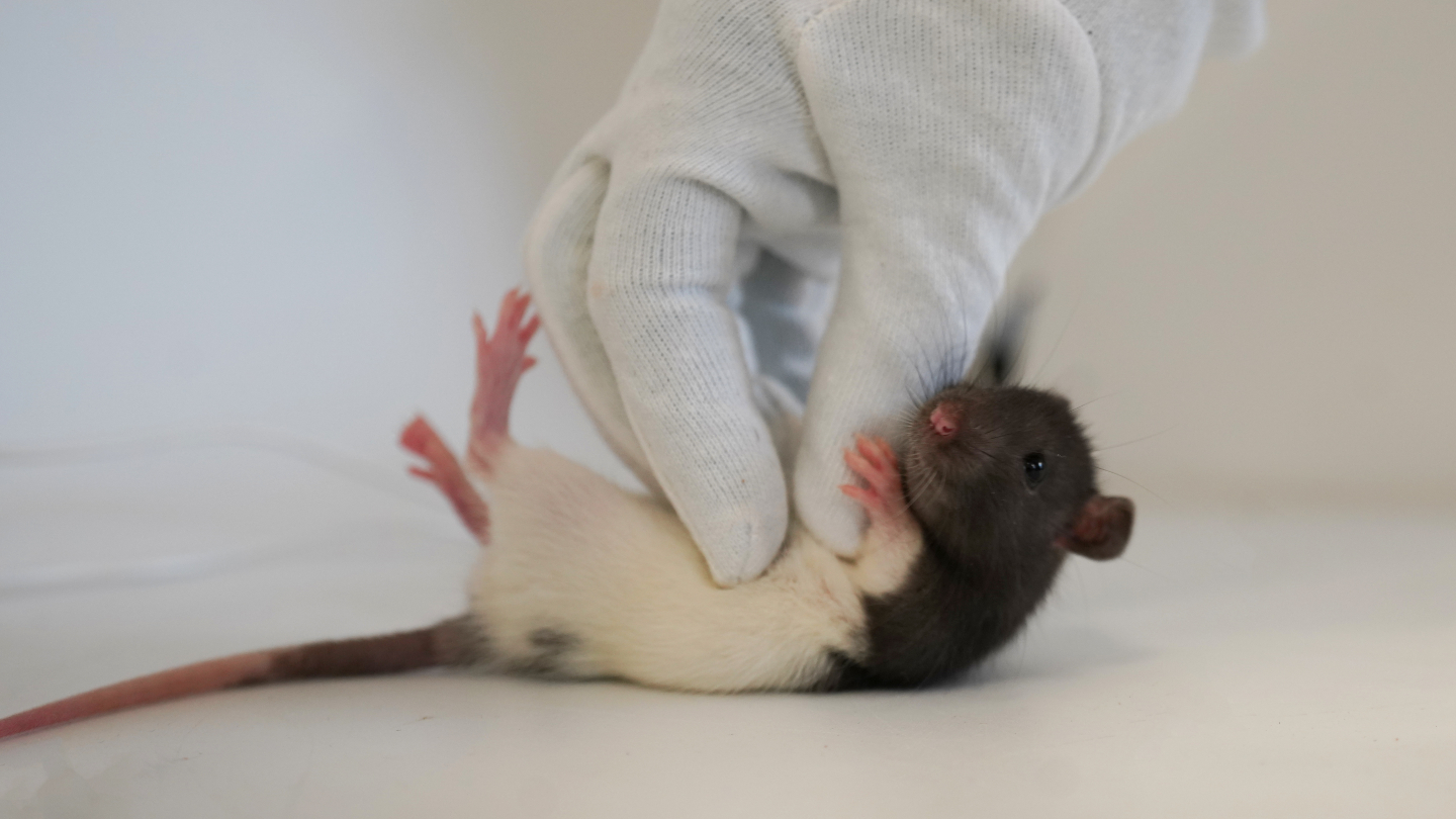 A rat's playfulness relies on cells in one part of its brain