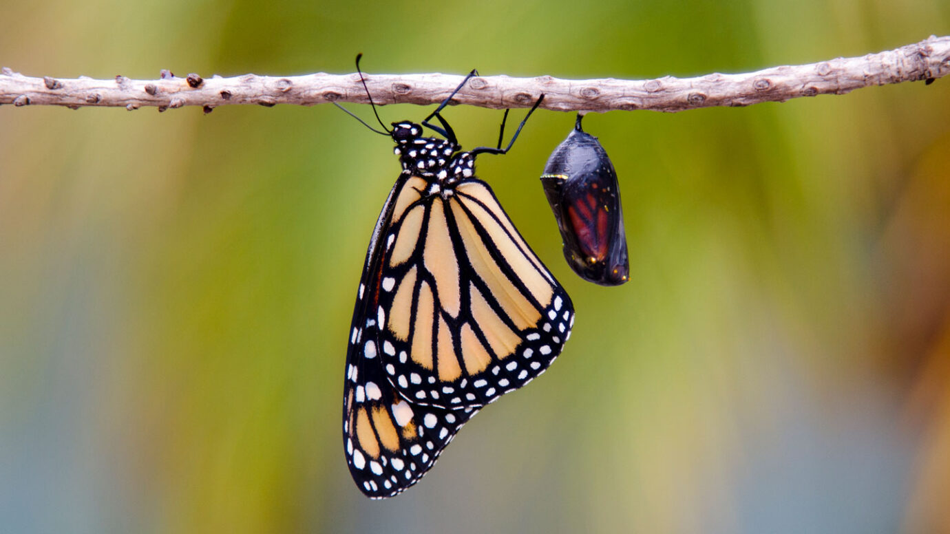 Explainer: What is metamorphosis?