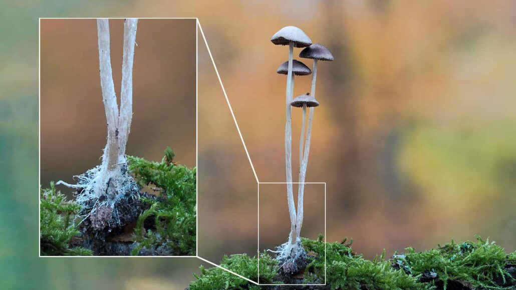 PACT Outdoors ~ 5 Mind-Blowing Mycelium Facts