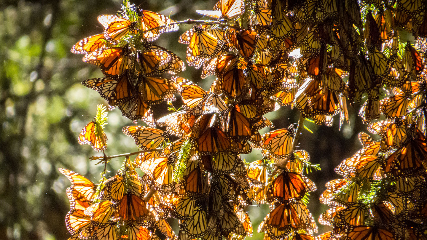 The Great Monarch Butterfly Migration Explained