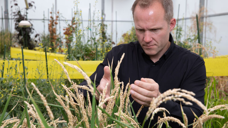 Crops are being engineered to thrive in our changing climate