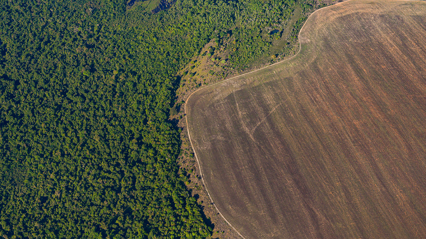 Deforestation in Brazil could significantly increase local surface