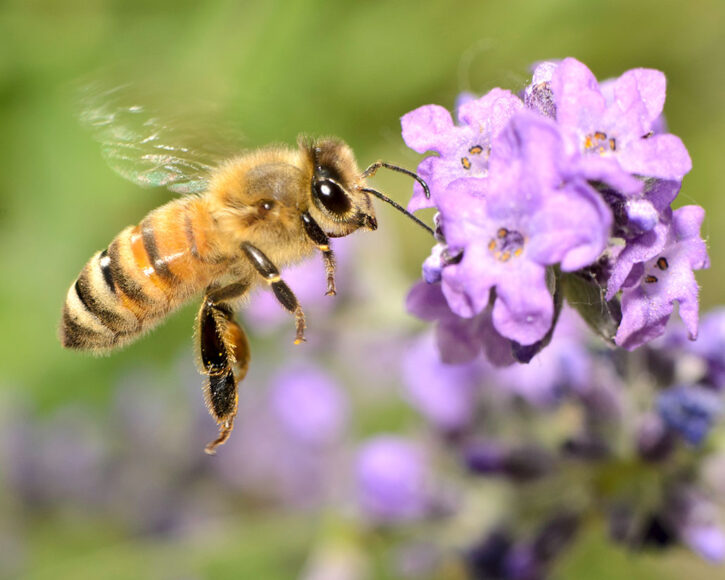 Invertebrates are pretty clever, but are they conscious?