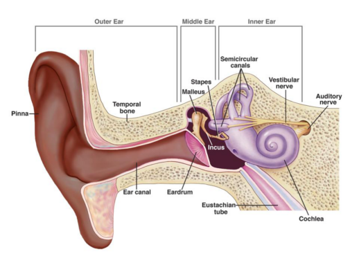 Senses help the brain interpret our world — and our own bodies