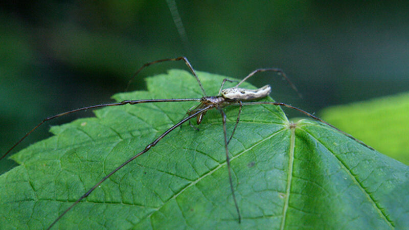 Spiders that fall into water use reflected light to find land