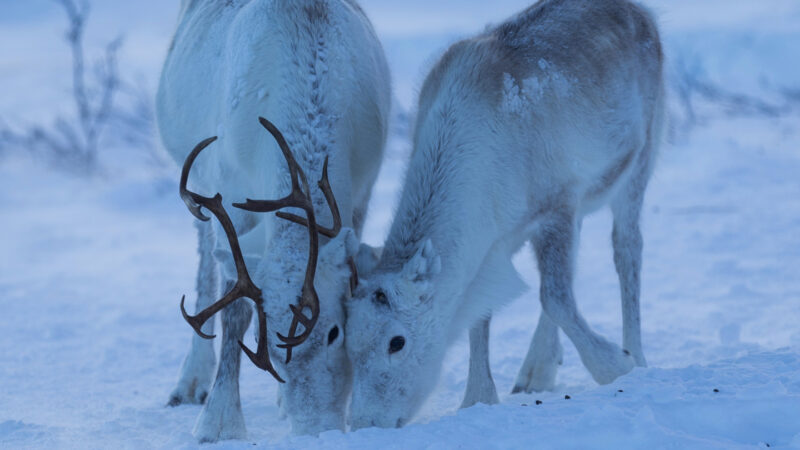 Reindeer can chew food in their sleep