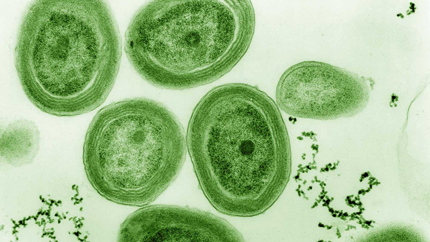 Explainer Virus Variants And Strains