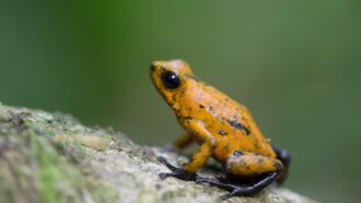 Phantasmal Poison Dart Frog • Fun Facts and Information For Kids
