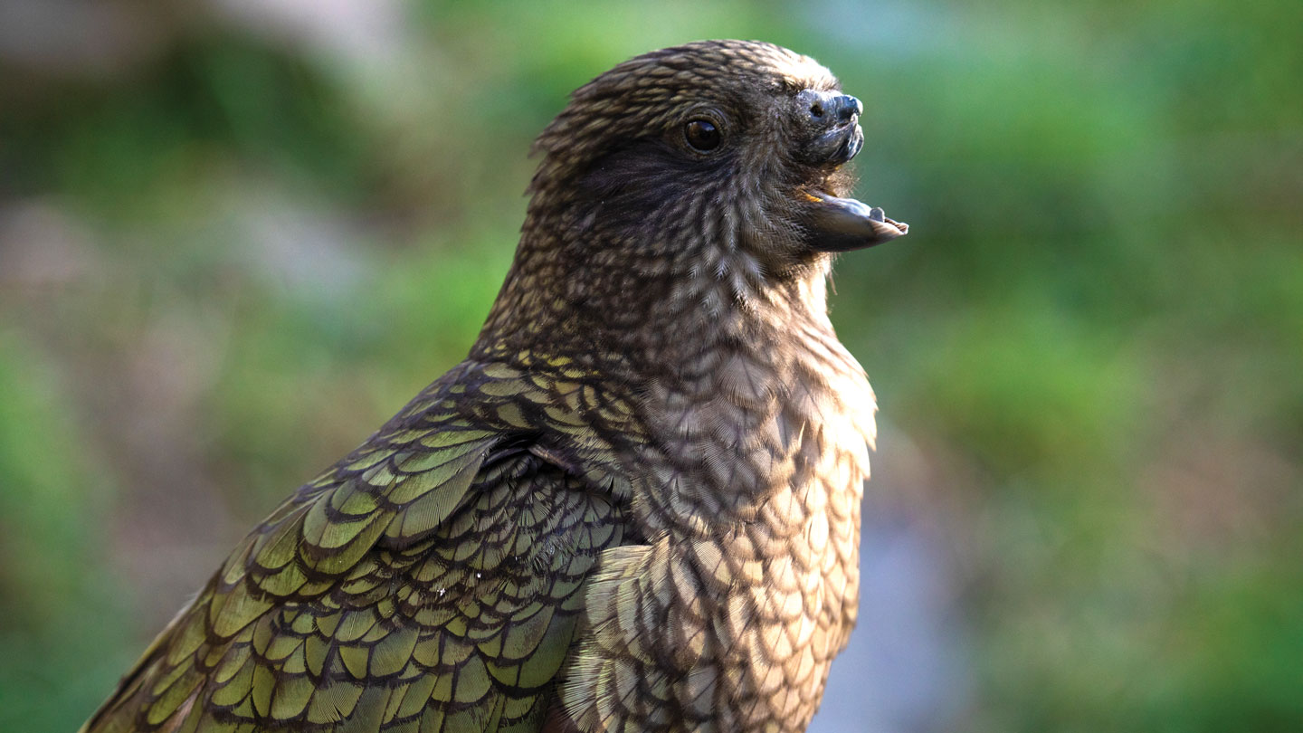 A profile photo of Bruce the Kea