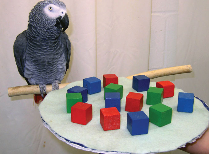 Alex the African gray parrot perches on a piece of wood as someone holds out red, green and blue cubes on a tray.