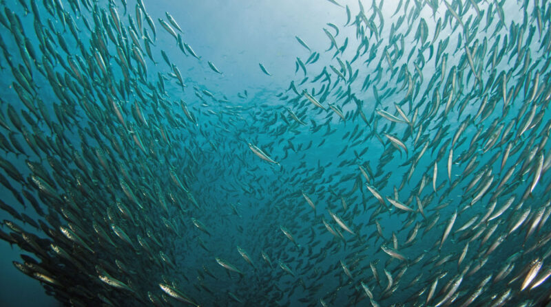 Swimming in schools lets fish save lots of energy