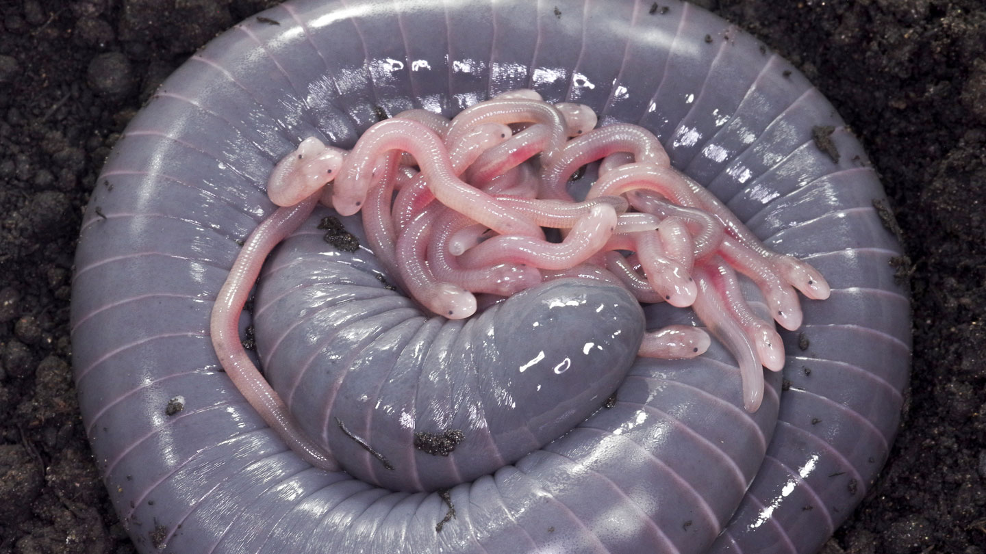 This Egg-laying Amphibian Feeds Its Babies ‘milk’