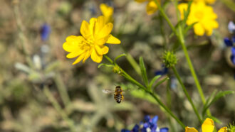 A bee flies toward a yellow buttercup flower.