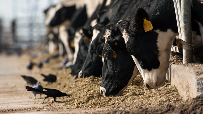 Multiple cows on a dairy farm eat hay while some black birds eat from the same hay piles