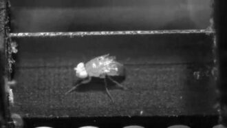 A still from a video in which a fruit fly walks on a tiny treadmill