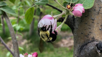 A black and yellow common Eastern bumblebee queen is perched upside down on a pink apple blossom.
