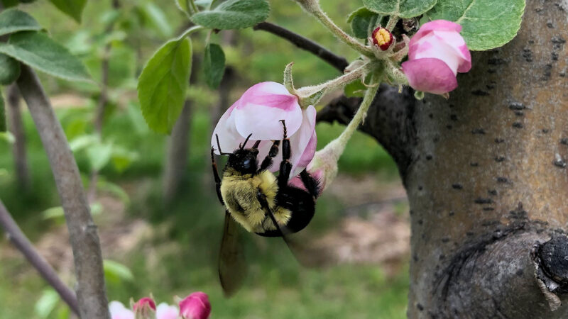 Hibernating bumblebee queens can survive days of watery submersion