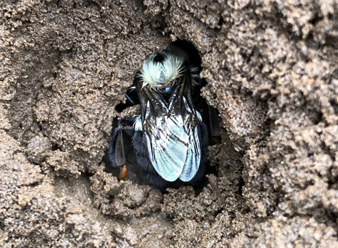 The view from above of a bumblebee queen in the hole in the soil she is hibernating in. Most visible are her wings and a little bit of fuzz near her head, surrounding by brown dirt.
