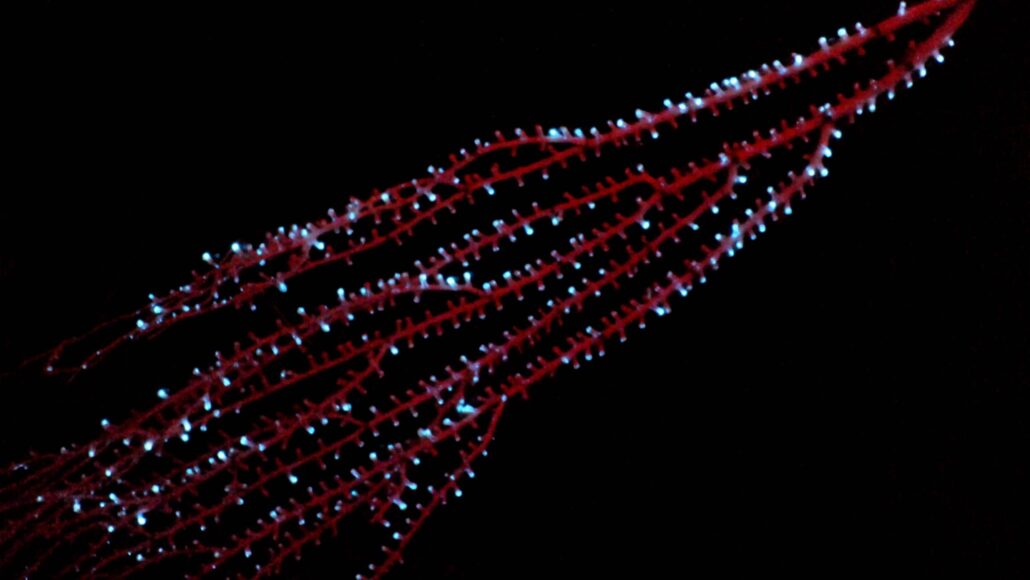 Strands of red coral with blue glowing tips