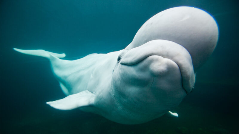 Belugas can warp and wiggle their forehead fat like Jell-O