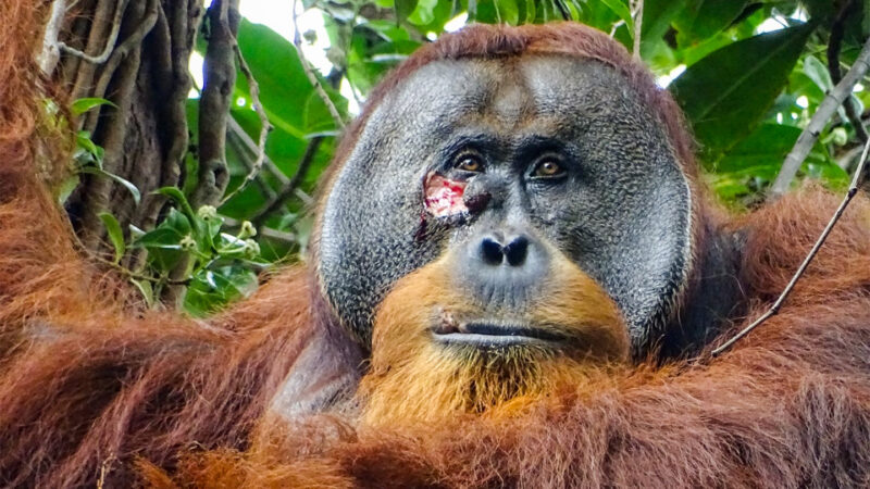 Wild medicine! An orangutan treated his wound with a local plant