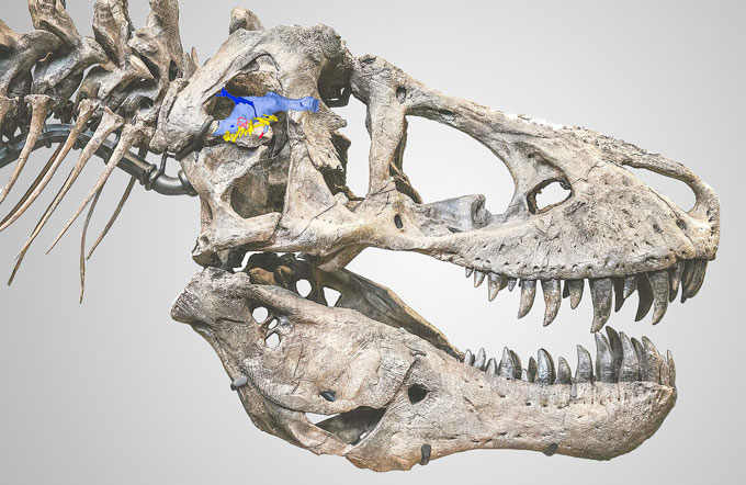 T. rex skeleton and braincase in blue