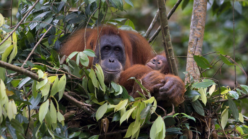 Let’s learn about orangutans