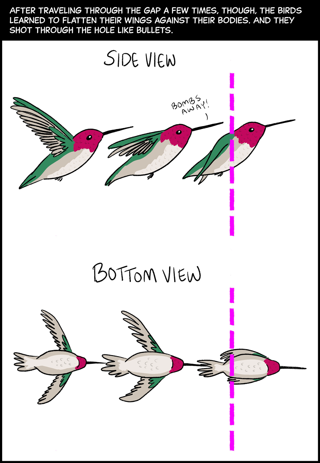 After traveling through the gap a few times, though, the birds learned to flatten their wings against their bodies. And they shot through the hole like bullets. Image (top): A side view of the hummingbird shows how it pins its wings to its body to zip through a gap, saying “Bombs away!” as it goes. Image (bottom): A bottom view of the same hummingbird shows how its wings lay flat against its body as it pulls this maneuver. 