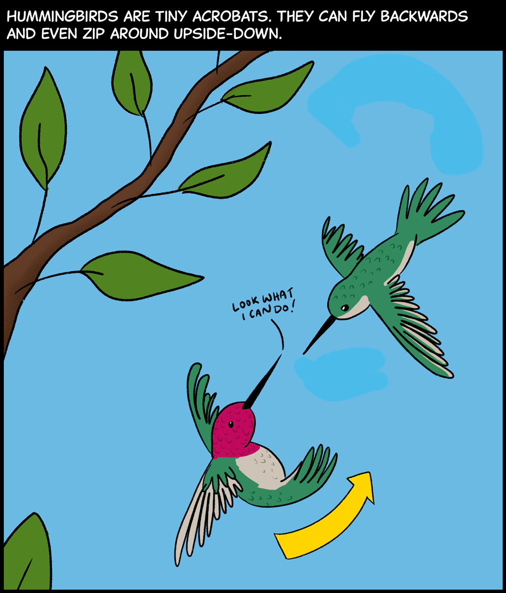 Hummingbirds are tiny acrobats. They can fly backwards and even zip around upside-down. Image: Two hummingbirds fly through a blue sky with a tree branch in the background. One hummingbird with magenta, green and white feathers is flying upside-down. He is looking up at another hummingbird with green and white feathers and saying, “Look what I can do!”