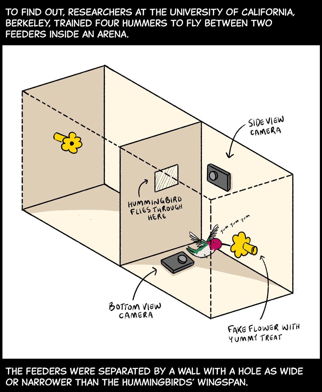 To find out, researchers at the University of California, Berkeley, trained four hummers to fly between two feeders inside an arena. Image: A diagram shows the layout of a two-roomed arena. In the front room, a hummingbird drinks from a fake yellow flower on the wall. The hummingbird is saying, “Yum, yum, yum.” Two cameras watch the hummingbird from the floor and another wall of this room. A third wall of the room has a small hole in it. The hummingbird can fly through this hole to reach the second room of the arena, which has its own fake flower that the hummingbird can drink from. Text (below image): The feeders were separated by a wall with a hole as wide or narrower than the hummingbirds’ wingspan. 