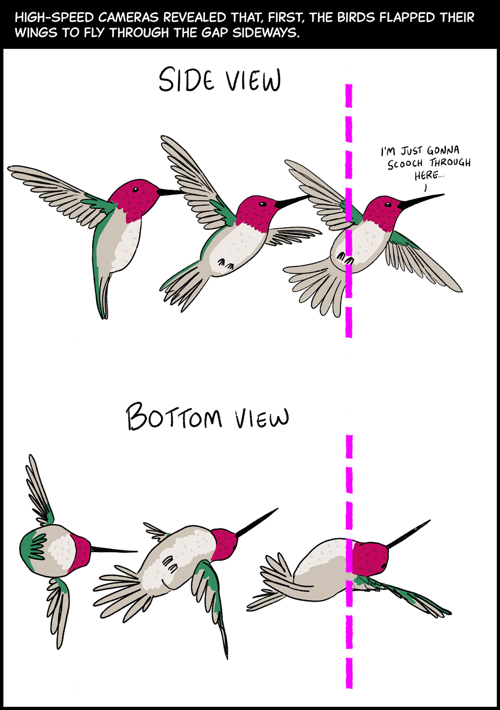 High-speed cameras revealed that, at first, the birds flapped their wings to fly through the gap sideways. Image (top): A side view of a hummingbird shows how it flies sideways through a gap, bringing its left wing forward and its right wing backward. As the hummingbird flies sideways through the gap, it says, “I’m just gonna scooch through here…” Image (bottom): A bottom view of the same hummingbird shows how it brings its left wing forward and right wing backward to scooch through the gap. 