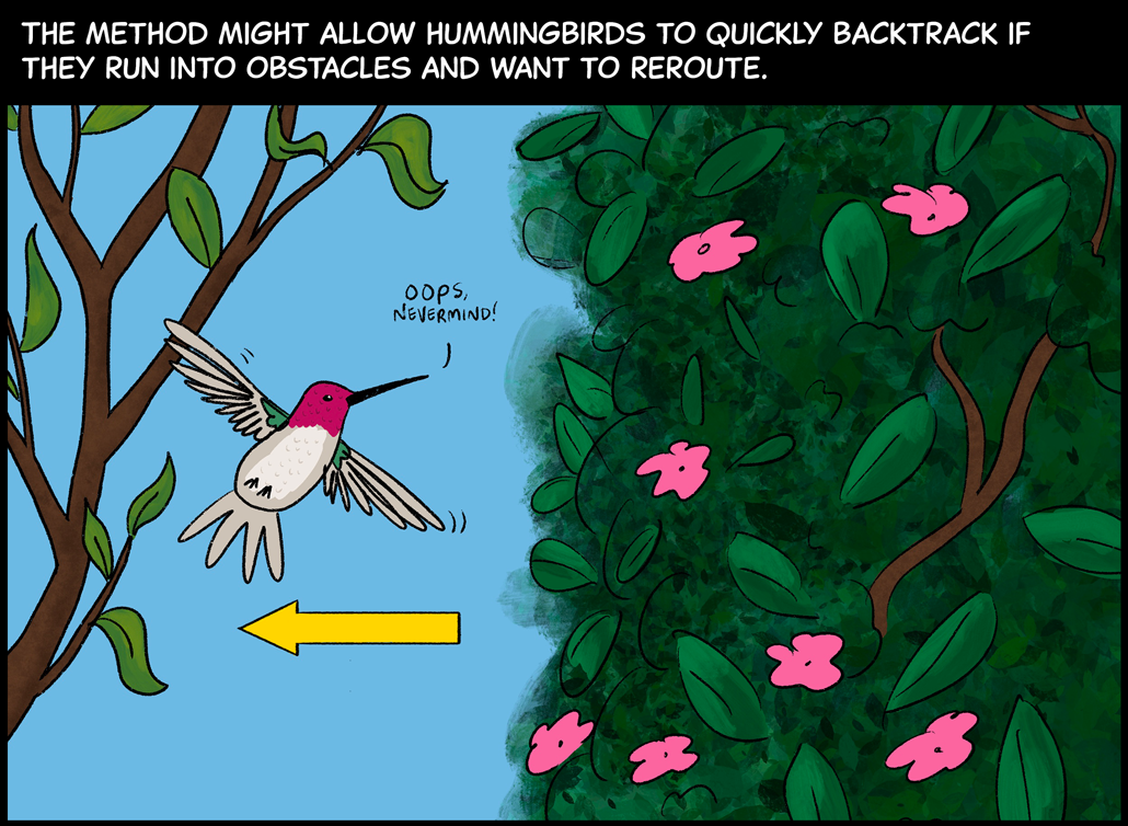 This method might allow hummingbirds to quickly backtrack if they run into obstacles and want to reroute. Image: A hummingbird has just flow sideways through two forked branches but finds a dense bush with pink flowers on the other side that it cannot get through. The hummingbird is saying, “Oops, never mind!” A yellow arrow shows that it’s starting to fly back in the direction it came. 