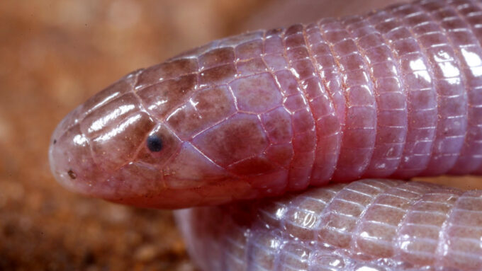 a close-up of a worm-lizard's head resting on a body coil. It has scaly skin and black eye spot