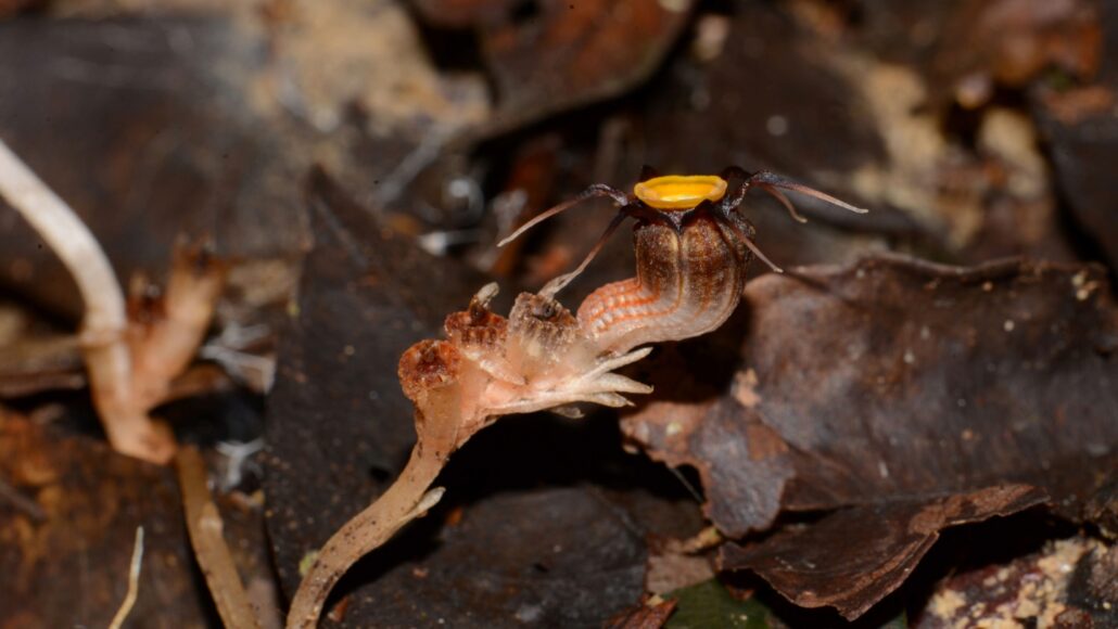 A new-to-science "fairy lantern" is seen poking just above dead leaves. A bright yellow is ringed by brownish tentacle-like parts that stick out almost perpendicular. This all sits atop a slug-shaped part with orange stripes, which is attached to a thinner, longer pale stem.