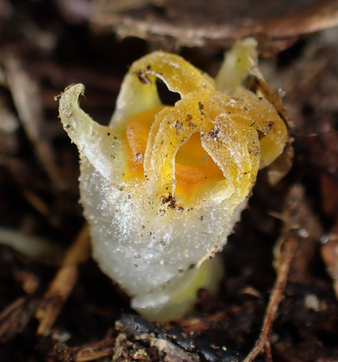 A tiny, white, cuplike plant pikes up from the leaf litter. It's topped by tentacle-like appendages and has an orangy-yellow interior, making it kind of look like part of a boiled egg. It is, in fact, an elusive "fairy lantern" plant.