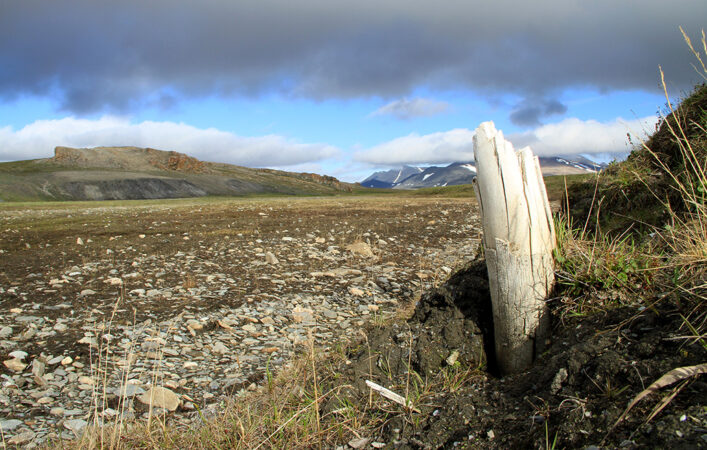 A photo of a fragment of a mammoth tusk sticking out of a mound of dirt on the right side. In the background, a large expanse of grass with mountains and low clouds.