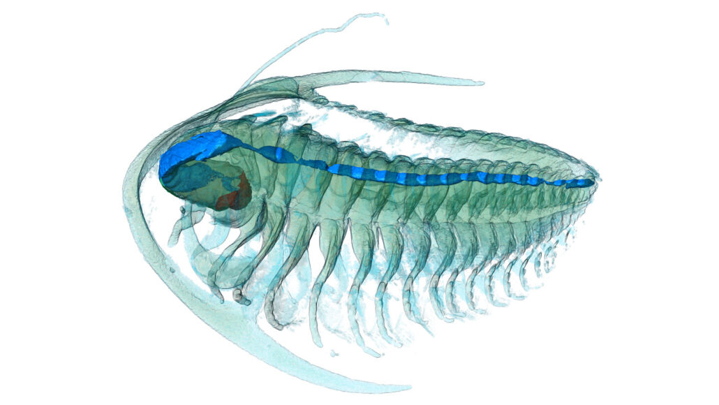 A 3-D reconstruction of a trilobite