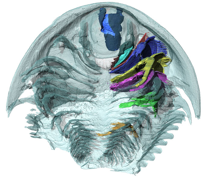 A 3-D reconstruction of a trilobite