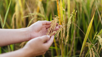 hands holding rice grains in the field