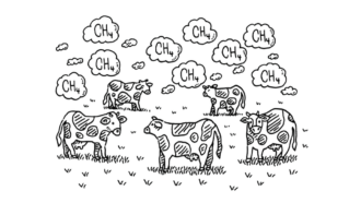 a cartoon shows a field of cows with puffs of clouds labeled (CH4) floating above their heads