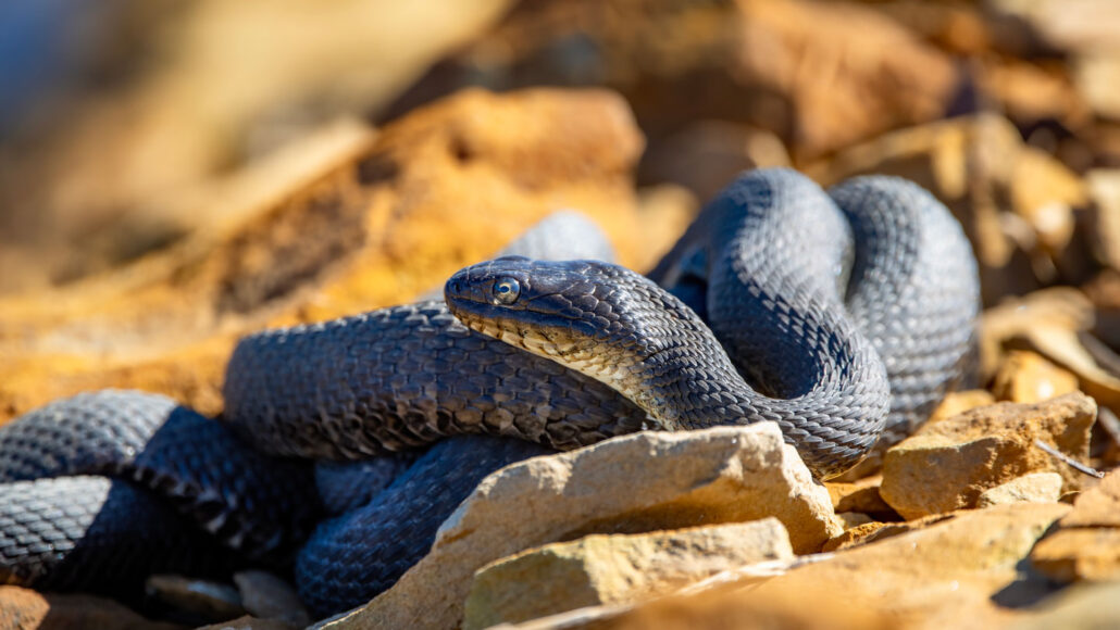 a black snake is coiled up on sunlit sand and rock