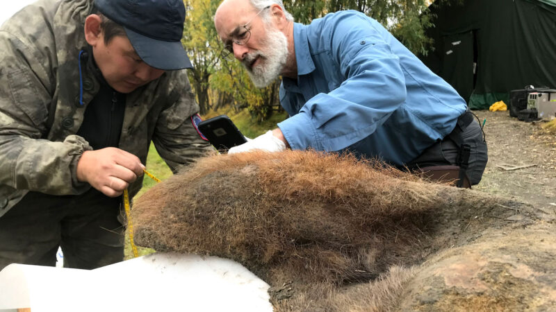 Freeze-drying turned a woolly mammoth’s DNA into ‘chromoglass’