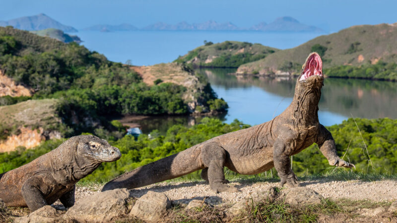 Metal gives the teeth of Komodo dragons their super strength