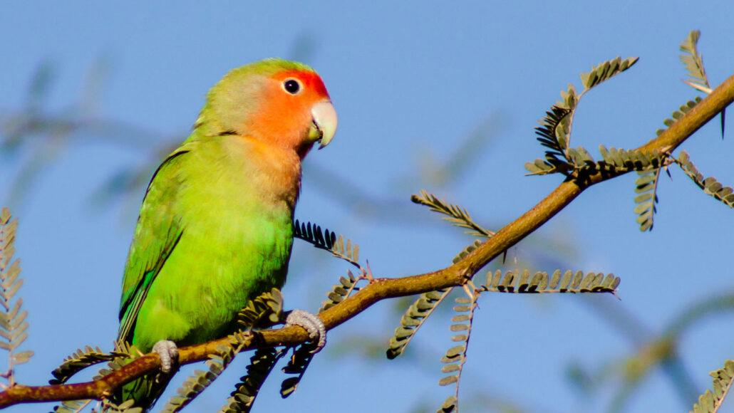 a bird with bright red feathers on its face and bright green feathers on its body perches on a thin tree branch beneath a blue sky