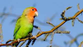 a bird with bright red feathers on its face and bright green feathers on its body perches on a thin tree branch beneath a blue sky