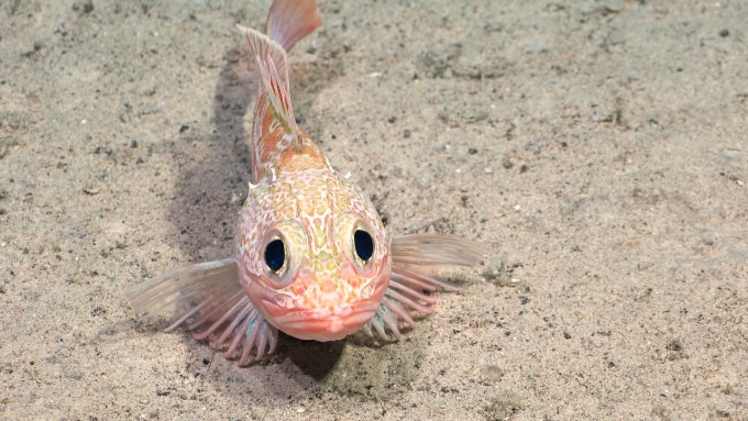 scorpionfish